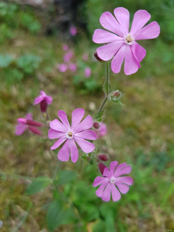 More Wild Flowers Of The Netherlands - 05-Flower_Flowering-plant_Plant-3.8Mb--2020-07-19 15.53.35